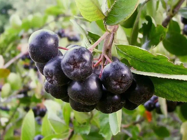 Aronia