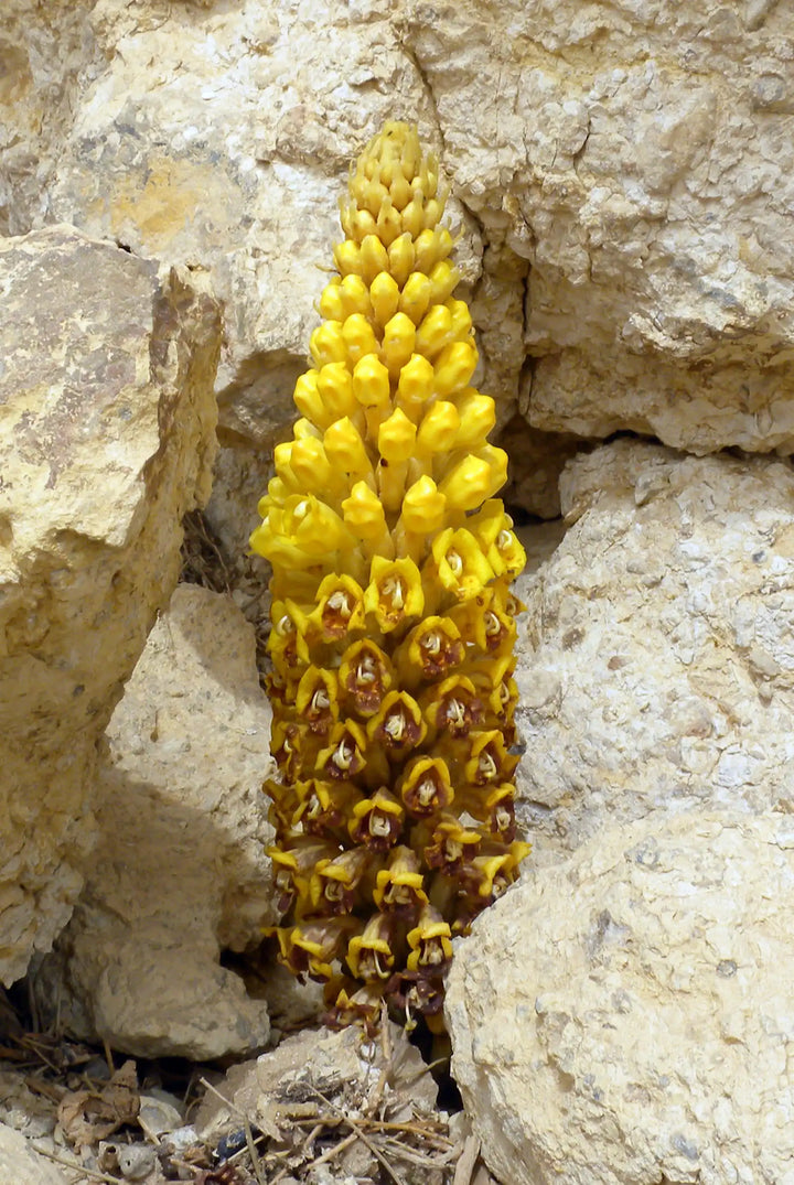 Cistanche Tubulosa
