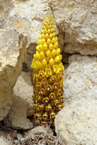 Cistanche Tubulosa